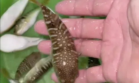 3 người nhập viện, Bộ Y tế khuyến cáo tuyệt đối không sử dụng cá nóc làm thực phẩm