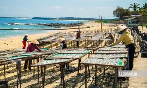 Hành trình cá cơm từ làng ra thế giới