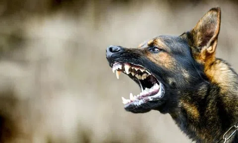 Trị chó cắn theo cách "lạ đời", người đàn ông trả giá bằng mạng sống