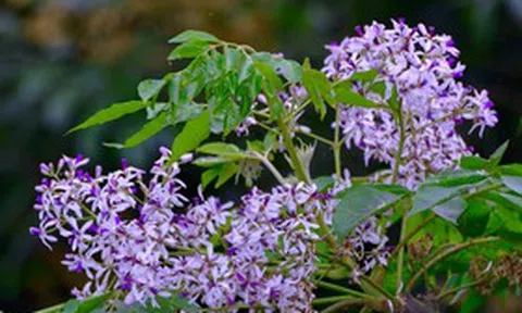 Loài hoa khi vào mùa khiến cơ thể dễ ốm yếu hơn