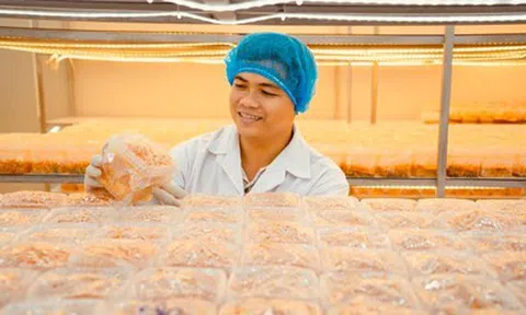 Chàng thạc sĩ bỏ phố về quê, bắt đầu khởi nghiệp bằng loài nấm "đắt đỏ"