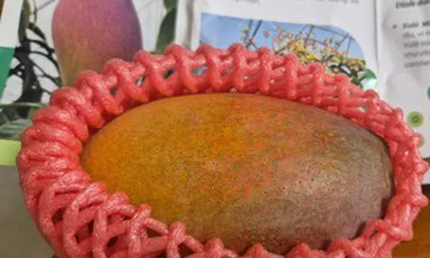 Trồng thành công giống xoài đắt đỏ nhất thế giới ngay tại TPHCM