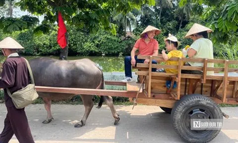 Du khách thích thú với dịch vụ xe trâu tại làng cổ Đường Lâm