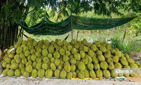 Sầu riêng biến động khó lường, nhà vườn “đứng ngồi không yên”