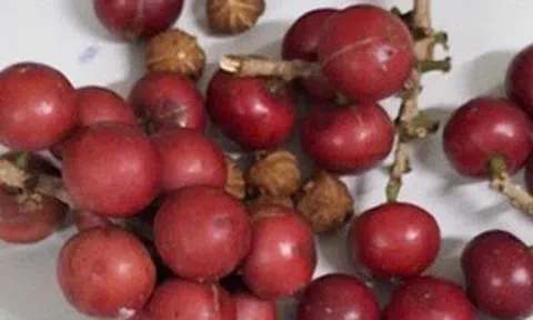 Hơn 200 học sinh ngộ độc nghi do ăn quả lạ