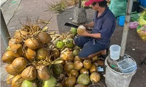 Giá dừa tăng mạnh theo sức nóng thị trường xuất khẩu