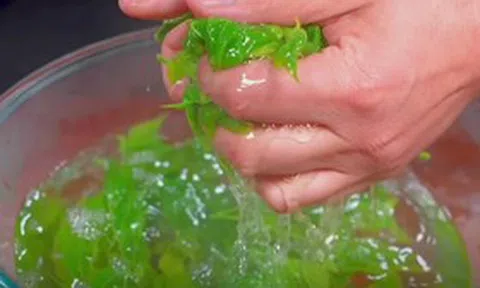 Ăn một nắm rau này, quý như "nhân sâm của người nghèo" ít ai ngờ tới