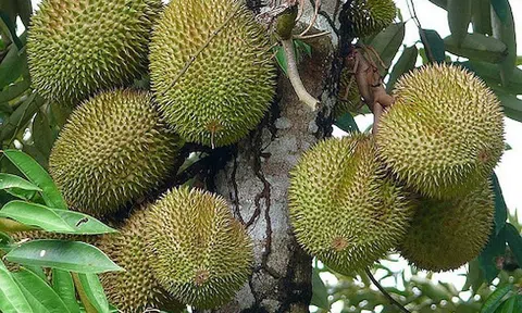 Vườn sầu riêng sai trái bất ngờ nhờ “liều” dùng Thủy Sính